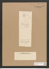 Diatomeae indet. Zeichnungen Sammlung Grunow Nr. 2845 (NHMW-BOT-W0370164)